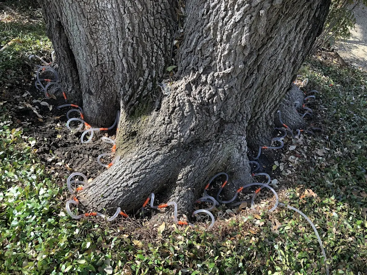Detailed Tree Cabling and Bracing job site in Diamond Point