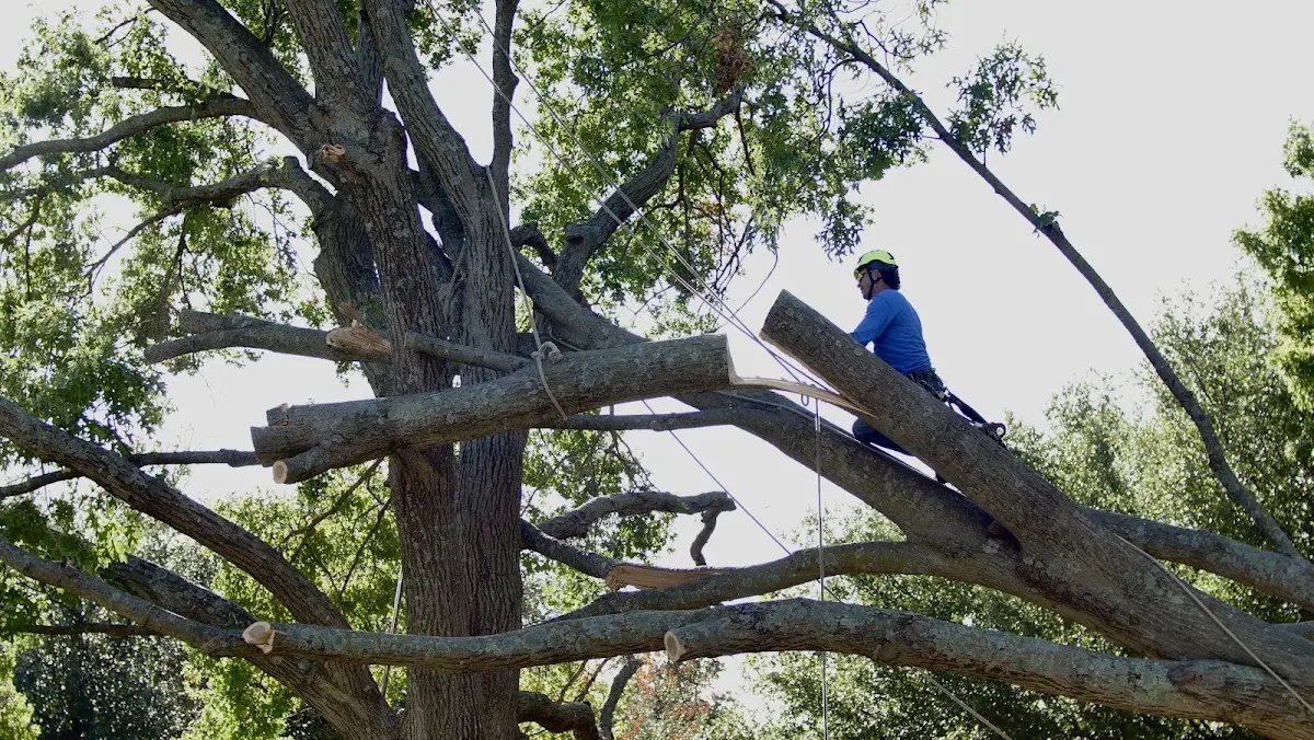 Professional Crown Thinning performed by certified arborists in Diamond Point